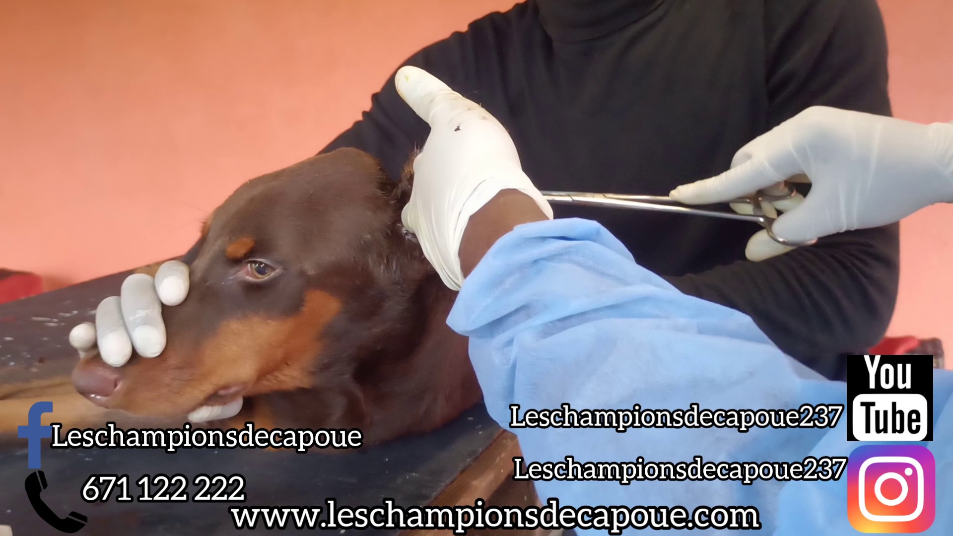  Dressage du chien JEEP au centre