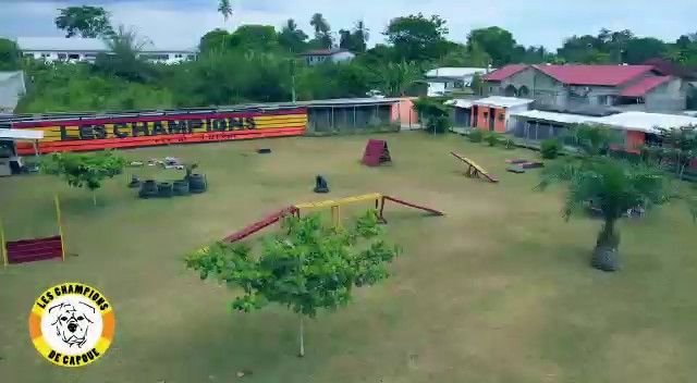  Dressage du chien JEEP au centre